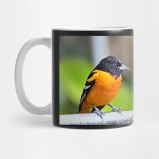 Baltimore Oriole Mug